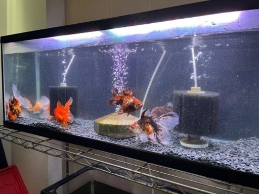 決定済みです。12/23引取限定！！900水槽　金魚セット