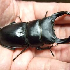 三重県産オオクワガタ F1 ♂69.3ミリ ♀46.2ミリ ペアの画像