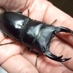 三重県産オオクワガタ F1 ♂69.3ミリ ♀46.2ミリ ペアの画像