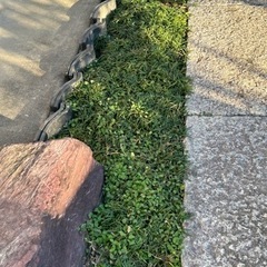 常緑多年草(玉竜・龍の髭：0円)の画像