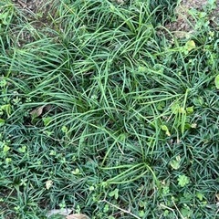 常緑多年草(玉竜・龍の髭：0円)の画像