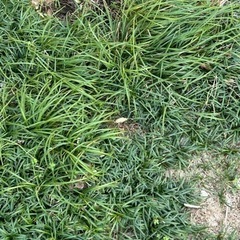 常緑多年草(玉竜・龍の髭：0円)の画像