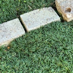 常緑多年草(玉竜・龍の髭：0円)の画像