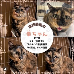 サビ猫ちゃん/里親募集！名古屋譲渡会参加中☆