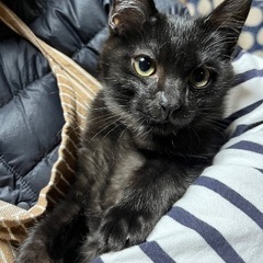 鍵しっぽ🍀🐈‍⬛姉妹🩷 心(ここ)チャン