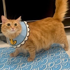 (お気軽にお問い合わせください)茶トラ半長毛猫