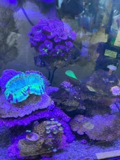 海水水槽　30ハイタイプ　引退出品