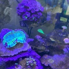 海水水槽　30ハイタイプ　引退出品