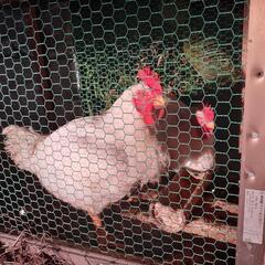 ※お取引中※　ニワトリ2羽(雄)３ヶ月　※プロフ必読