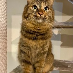 (お気軽にお問い合わせください)キジサビ半長毛猫