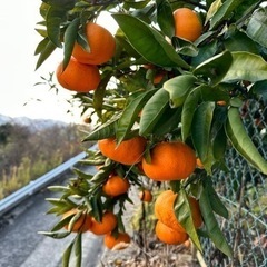 （決まりたした！）毎年好評のおいしいみかん🍊1キロ150円
