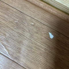 フローリング　調　カーペットの画像