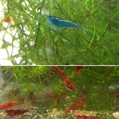 赤と青の10匹セット　シュリンプ