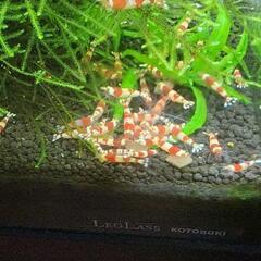 レッドビーシュリンプいかがですか？の画像