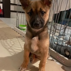 人懐っこく元気な女の子🐶まろちゃん