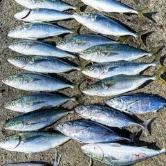 釣り友達になってください！！