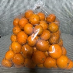 吉備のみかん（1Kg）
