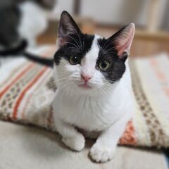 魅惑のわがままボディ★ささみちゃん