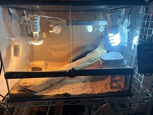 フトアゴ　ケージ60×45 爬虫類　グラステラリウム