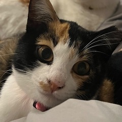 6ヶ月 メス 三毛猫ちゃん - 猫