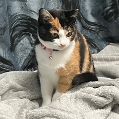 6ヶ月 メス 三毛猫ちゃん - 岩倉市