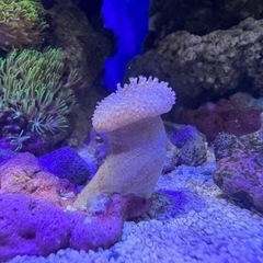 ウミキノコ　ロングポリプ子株