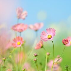 「起業を目指す！✨」会社員さんのためのコミュニティ🌸（無料募集は...