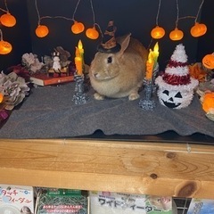 　ネザーランドうさぎ
