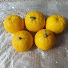 ♥激安！ゆず湯にいかがですか？ゆず5つ約295g