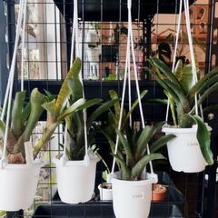 植物🌿ネオレゲリアブラックタイガー