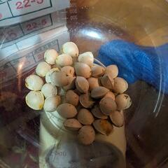 【新物‼️2025年11月収穫分‼️】ぎんなん　銀杏　100ｇあたり100円　多めにサービスします　全国配送可　農薬不使用　無農薬　天然　岩手県産　花巻産　おつまみ　おいしい　茶碗蒸し　量り売り　ヤミツキ　やみつき　つまみ　酒のお供に　居酒屋　飲み屋　うまい　いちょう　晩酌　大粒　保存食　完熟　山の幸　無漂白　殻付き　手洗い　天日干し　天ぷら　炊き込みご飯　おこわ　ギンナン　イチョウの画像