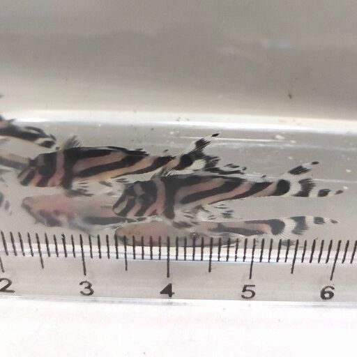 インペリアルゼブラプレコ　F1ブリード 　3cm~　4匹