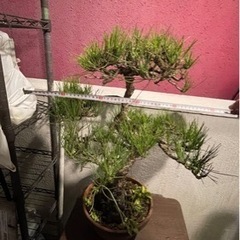 盆栽 黒松 庭木の画像
