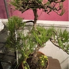 盆栽 黒松 庭木の画像