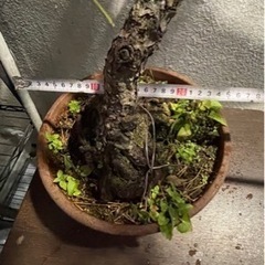 盆栽 黒松 庭木の画像