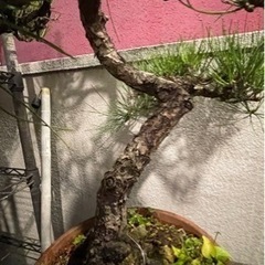 盆栽 黒松 庭木の画像