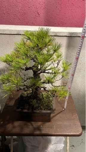 盆栽 黒松 庭木 素材