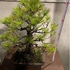 盆栽 黒松 庭木 素材