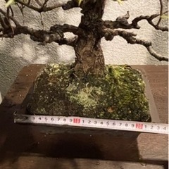 盆栽 黒松 庭木 素材の画像