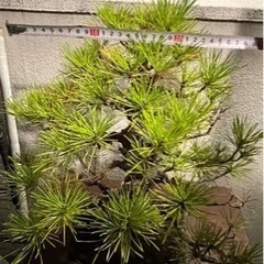 盆栽 黒松 庭木 素材の画像