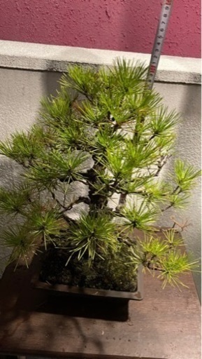 盆栽 黒松 庭木 素材