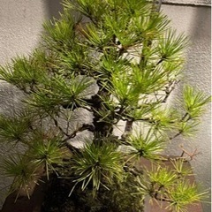 盆栽 黒松 庭木 素材の画像