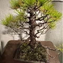 盆栽 黒松 庭木 素材の画像