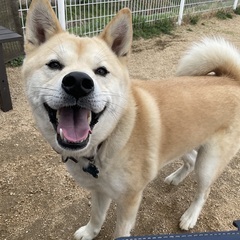 犬の散歩を手伝ってくださる方