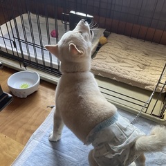 犬の散歩を手伝ってくださる方 - 加賀郡