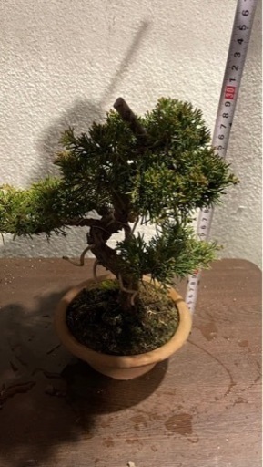 盆栽 真柏 素材