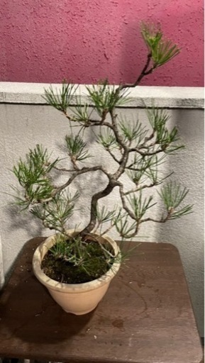 盆栽 黒松 庭木 