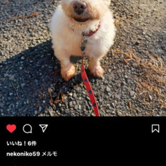 緊急里親募集！飼い主さんが交通事故にあい、入院中！