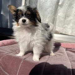【飼い主様決まりました】パピヨンのばむくん🫧