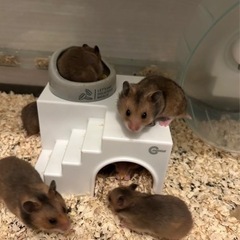 ゴールデンハムスター　赤ちゃん